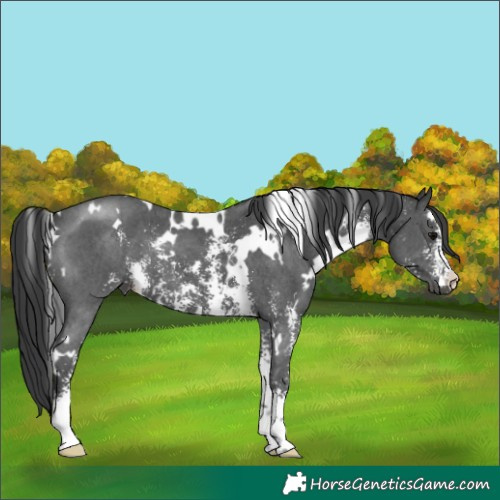 Horse Color:White Spotted Black Sabino 