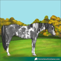 Horse Color:White Spotted Black Sabino 
