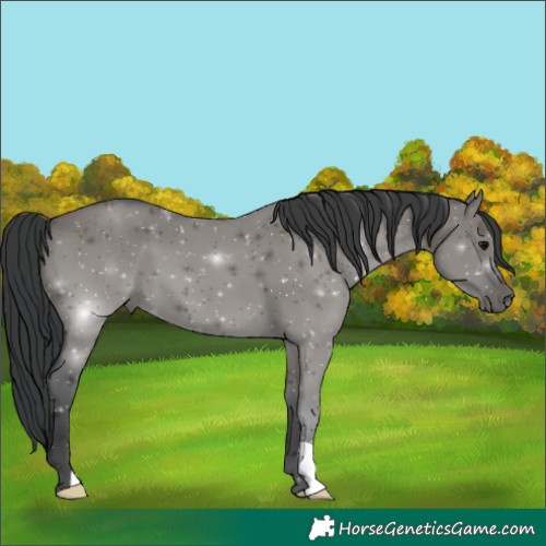 Horse Color:Grullo 
