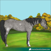 Horse Color:Grullo 