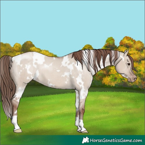 Horse Color:White Spotted Classic Champagne Dun Appaloosa 