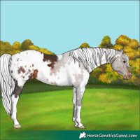 Horse Color:White Spotted Silver Brown Appaloosa