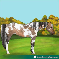 Horse Color:White Spotted Bay Dun 