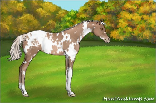 Horse Color:White Spotted Silver Black Pearl Appaloosa 