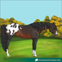 Horse Color:Brown Appaloosa 