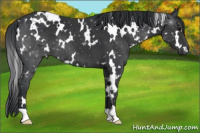 Horse Color:White Spotted Black 