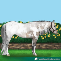 Horse Color:White Spotted Brown Dun Appaloosa 