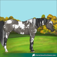 Horse Color:White Spotted Grullo 