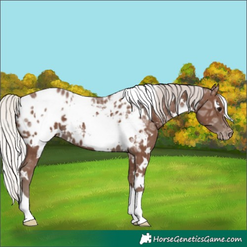 Horse Color:White Spotted Silver Black Ice Appaloosa 