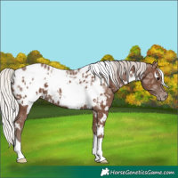 Horse Color:White Spotted Silver Black Ice Appaloosa 