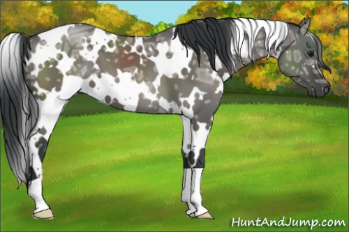 Horse Color:White Spotted Grullo Ice 
