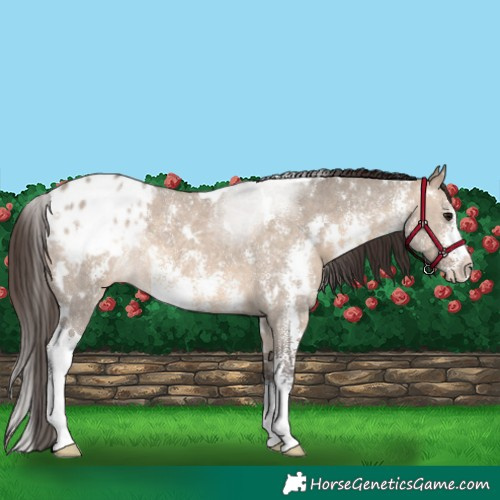 Horse Color:White Spotted Brown Dun Sabino Appaloosa