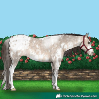 Horse Color:White Spotted Brown Dun Sabino Appaloosa