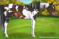 Horse Color:White Spotted Brown Tobiano 