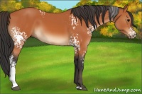 Horse Color:White Spotted Bay 