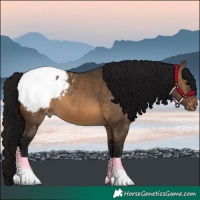 Horse Color:Gray Brown Dun Appaloosa