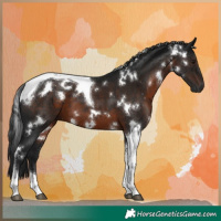 Horse Color:Gray White Spotted Brown Tobiano 