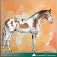Horse Color:Gray White Spotted Silver Sable Champagne Tobiano Blanket 