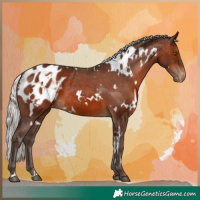 Horse Color:White Spotted Silver Brown Appaloosa 