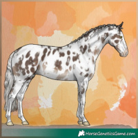 Horse Color:White Spotted Silver Black Appaloosa 