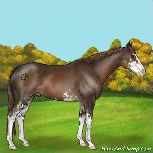 Horse Color:Liver Chestnut Sabino 