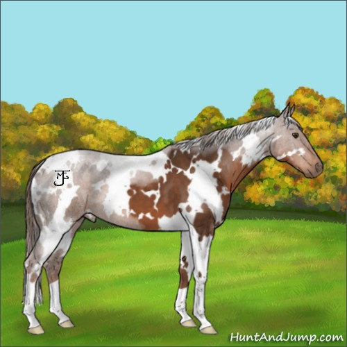 Horse Color:White Spotted Liver Chestnut 