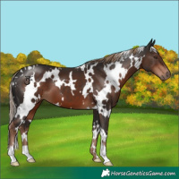 Horse Color:White Spotted Liver Chestnut