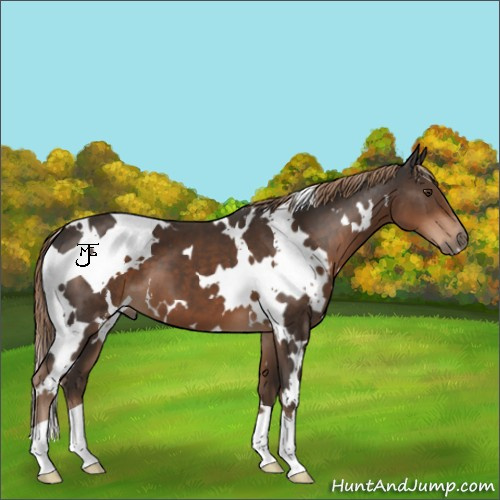 Horse Color:White Spotted Liver Chestnut 