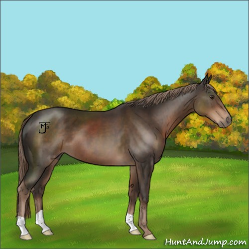Horse Color:Liver Chestnut 