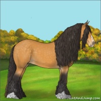 Horse Color:Buckskin Sabino