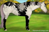 Horse Color:Void Watercolor Plaid  Gold Champagne Pearl Dun Tobiano Appaloosa Rabicano 