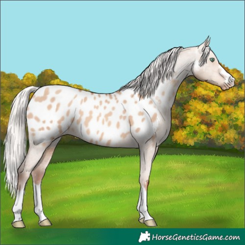 Horse Color:Silver Sable Champagne Dun Appaloosa 