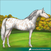 Horse Color:Silver Sable Champagne Dun Appaloosa 