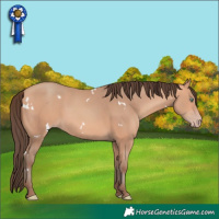 Horse Color:White Spotted Amber Champagne 