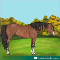 Horse Color:Bay Sabino Rabicano and Bay Sabino Rabicano