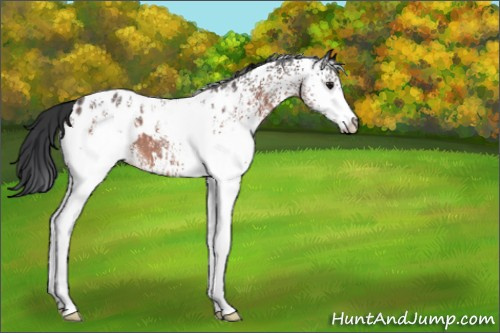 Horse Color:White Spotted Brown Appaloosa 