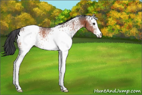 Horse Color:White Spotted Bay Sabino Appaloosa 
