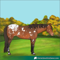Horse Color:White Spotted Bay Appaloosa Rabicano 