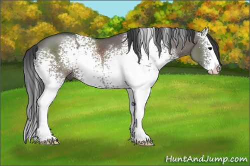 Horse Color:White Spotted Grullo Splash 