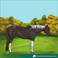 Horse Color:Liver Chestnut Tobiano