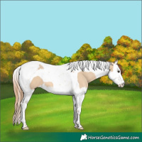 Horse Color:Red Dun Splash Tobiano 