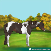 Horse Color:Liver Chestnut Tobiano 