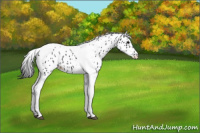Horse Color:Black Tobiano Appaloosa 
