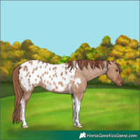 Horse Color:Red Dun Tobiano Appaloosa