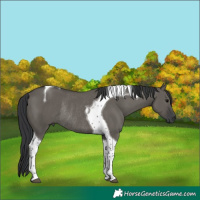 Horse Color:Grullo Tobiano Rabicano