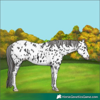 Horse Color:Black Tobiano Near Leopard 