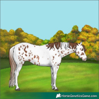 Horse Color:Chestnut Tobiano Near Leopard
