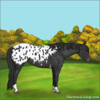 Horse Color:Brown Tobiano Appaloosa 