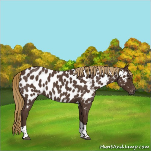 Horse Color:Gray Red Roan Tobiano Appaloosa 