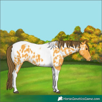 Horse Color:Buckskin Tobiano Appaloosa 